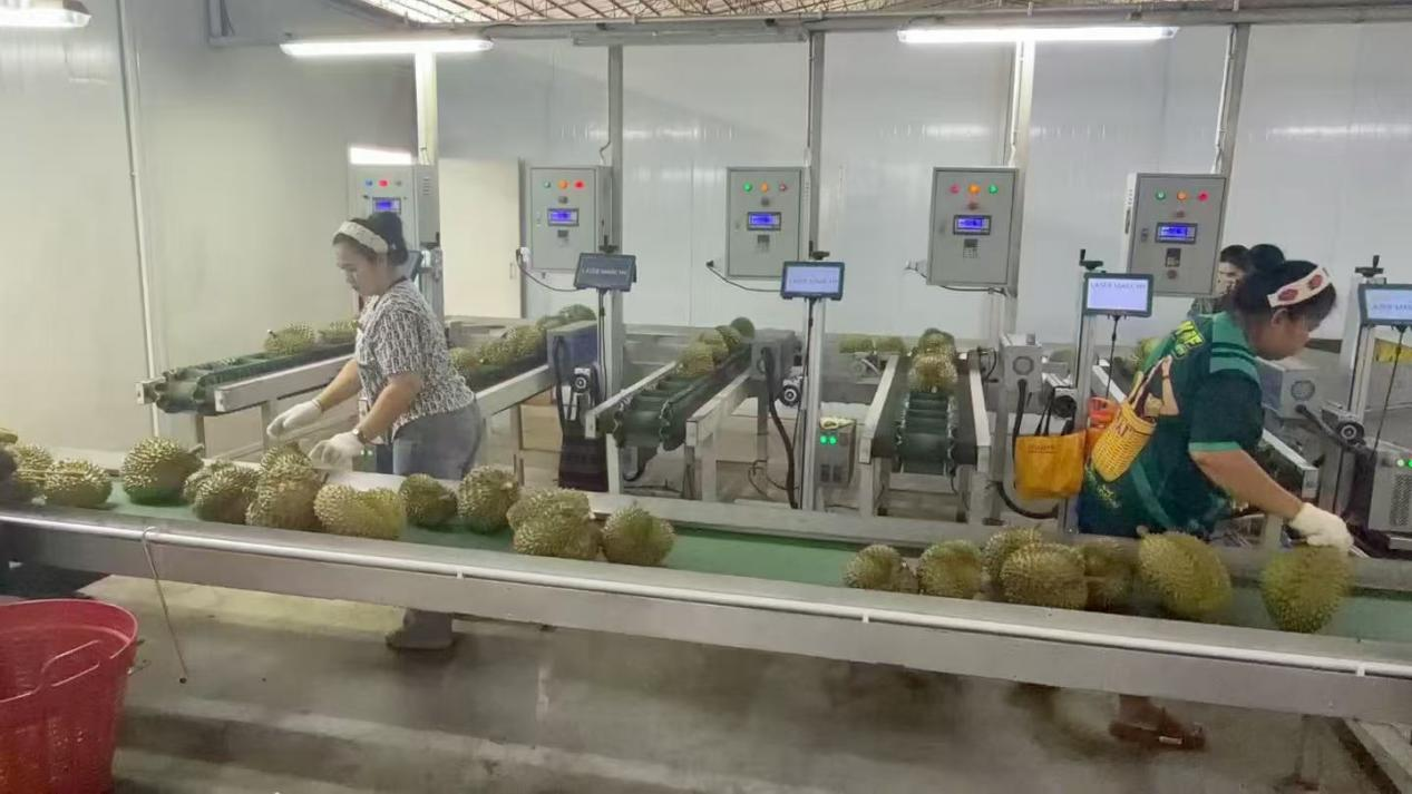 一颗榴莲的“跨国之旅”：藏在“榴莲自由”背后的五大联赛官方网站力量